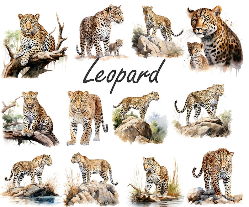 Aquarell Leopard PNG, Leopard Clipart Bundle, Leopard Sublimation Designs, Wild Cats Clipart Design Digitaler Download, kommerzielle Nutzung Bild 3