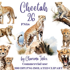 Aquarel Cheetah Clipart Bundle - 26 realistische PNG-illustraties voor dieren in het wild, grote katten ontwerpen - transparante achtergrond, commercieel gebruik