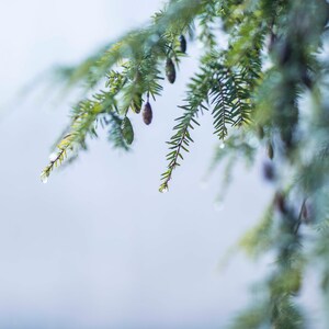 Winter Hemlock (art Prints, canvas and metal options available)