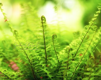 Nature's Beauty (photo print) un-matted and unframed.