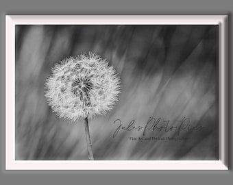 The Wish (Dandelion) photo print. Unmatted and unframed. Metal, canvas and framed options available. Message me for pricing.