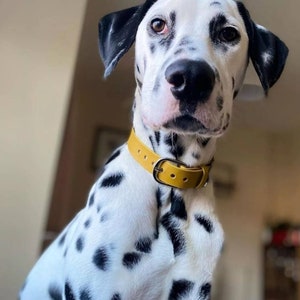 Super Soft Genuine Leather Classic Bright Yellow Silver Buckle Dog Collar