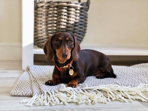 mini dachshund collars