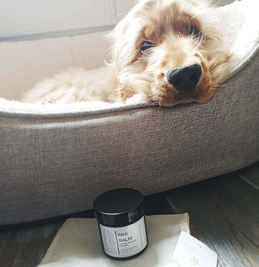 What Can I Use To Soften Dog Paws at Linda Crawford blog