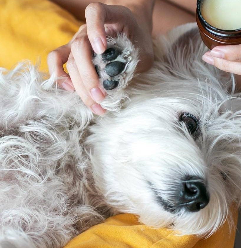 Natural Dog Paw Balm soften and moisturise paws Etsy