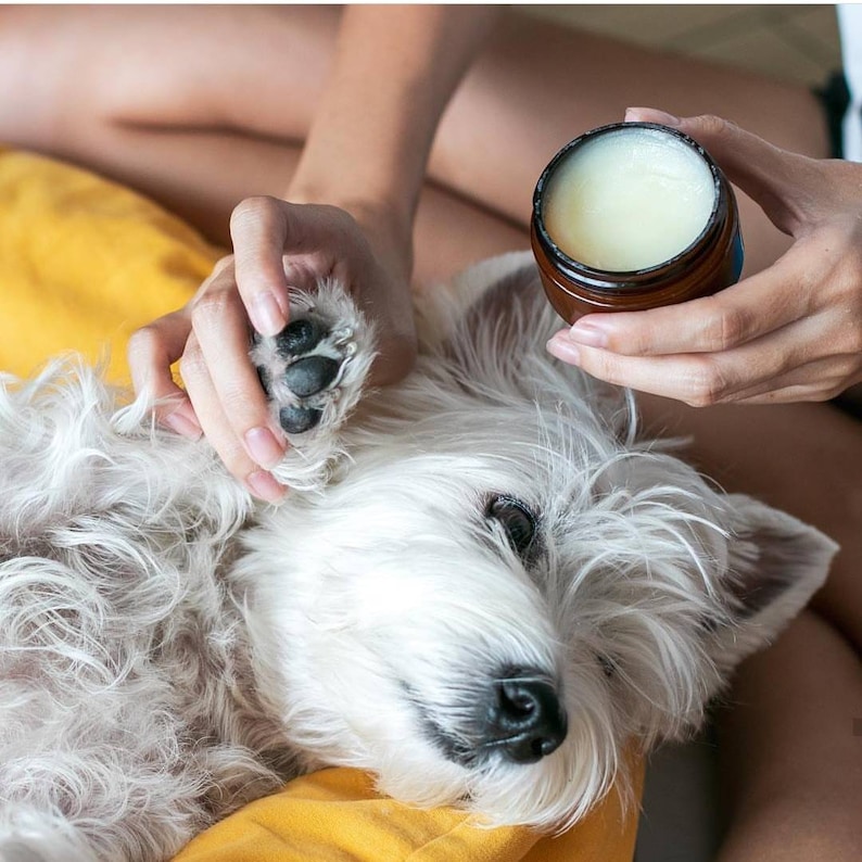 moisturise dog paws