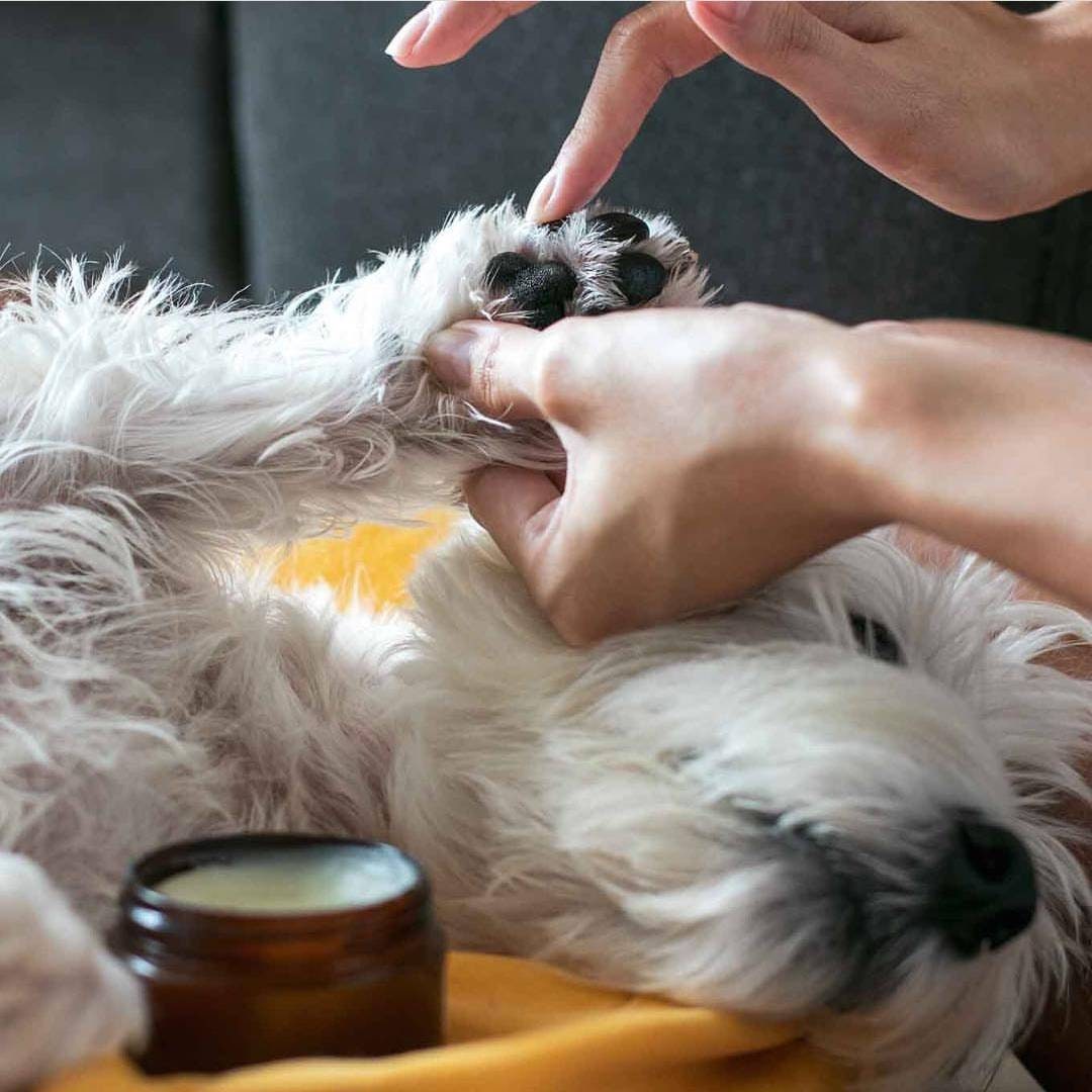Natural Dog Paw Balm soften and moisturise paws Etsy