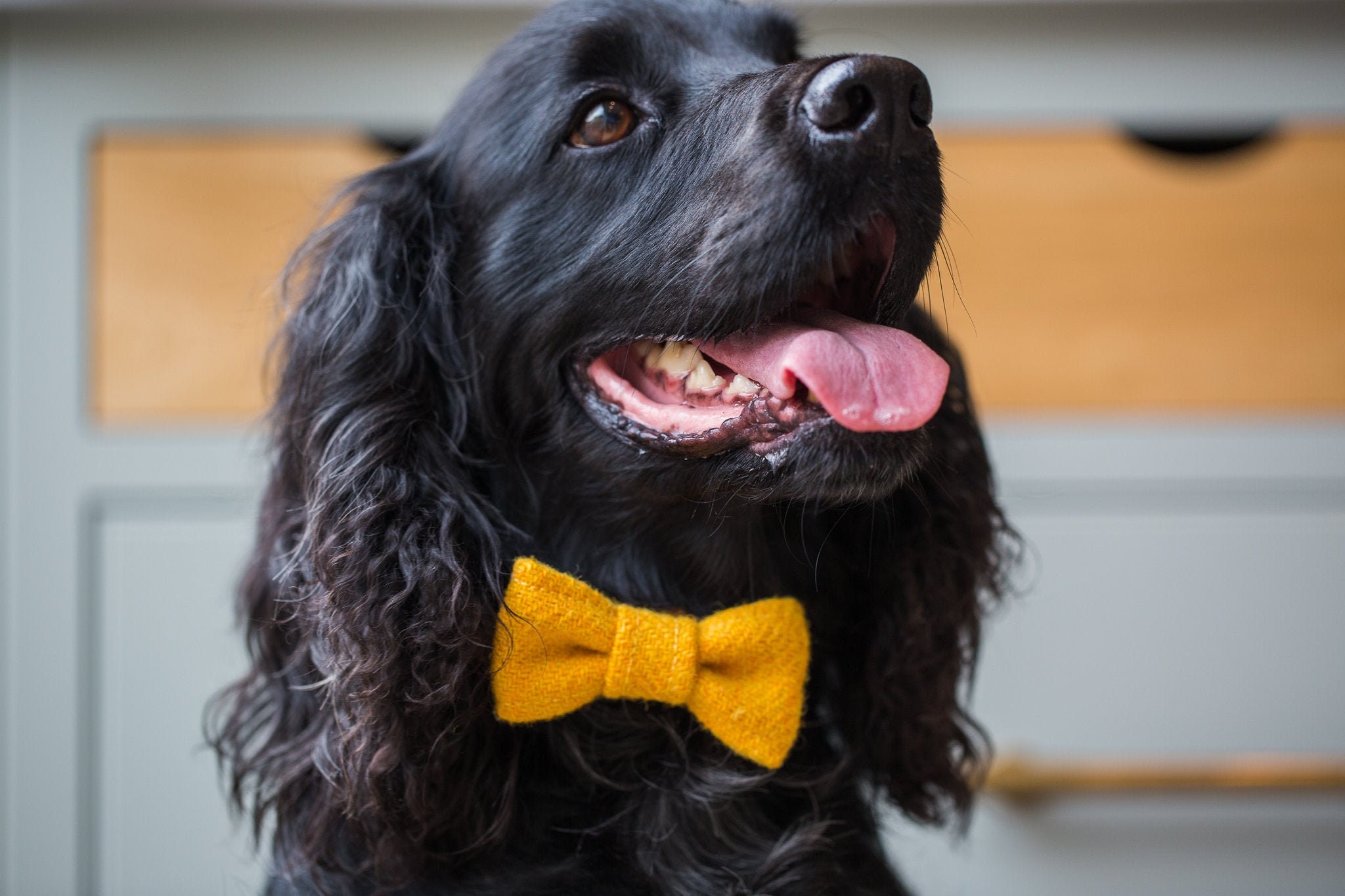 mustard yellow dog collar