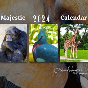 May include: A 2024 calendar featuring three images of animals: a chimpanzee, a blue crowned pigeon, and a giraffe with a baby giraffe. The text "Majestic 2024 Calendar" is at the top of the image.
