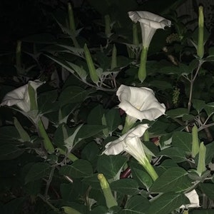 White Angel Trumpet Moon Flower Seeds, 3 packs, 100 seeds!