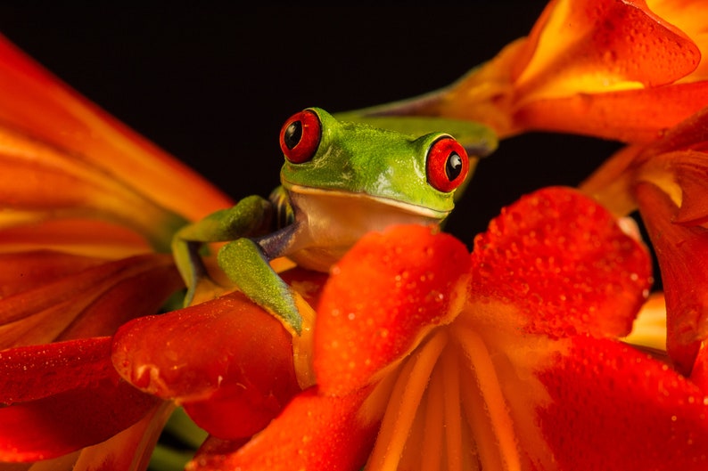 Big Eyed Tree,Frog,Photo,Photographic,Print,Wallart,image,Mounted,unframed,Limited Edition,Portrait,Original,Nature,Wildlife,Art,Picture,fun