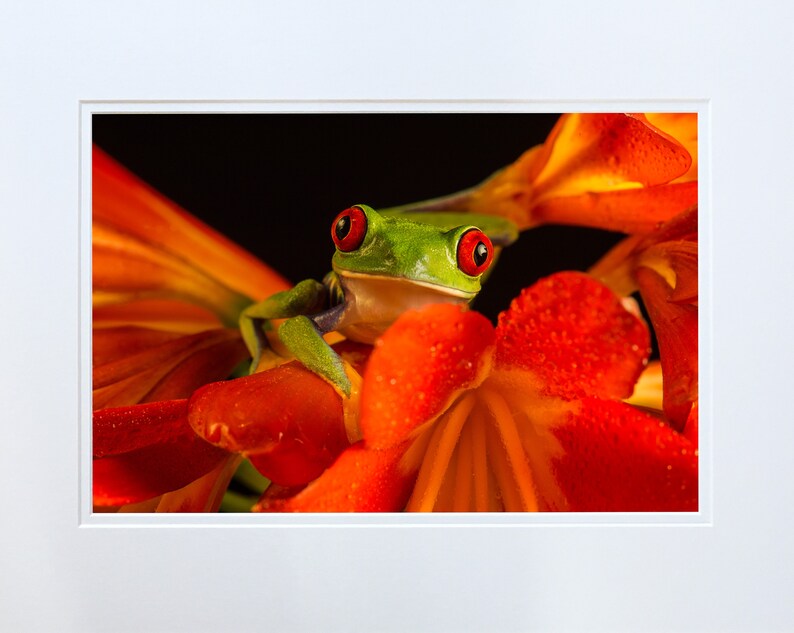 Big Eyed Tree,Frog,Photo,Photographic,Print,Wallart,image,Mounted,unframed,Limited Edition,Portrait,Original,Nature,Wildlife,Art,Picture,fun