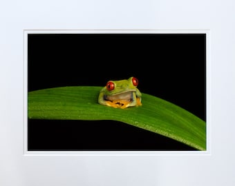 Frog Photo, Frog Print,for framing,Frog Image,tree Frog,Home Decor,mounted print,Red-eyed Tree Frog,Wildlife Print,Wildlife Image, Art, Frog