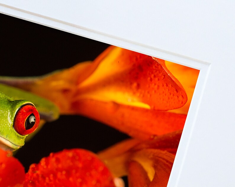 Big Eyed Tree,Frog,Photo,Photographic,Print,Wallart,image,Mounted,unframed,Limited Edition,Portrait,Original,Nature,Wildlife,Art,Picture,fun