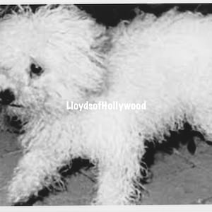 Marilyn Monroe Her Beloved Last Pet Maltese Dog Maff Honey  After Her Death Photograph 1962