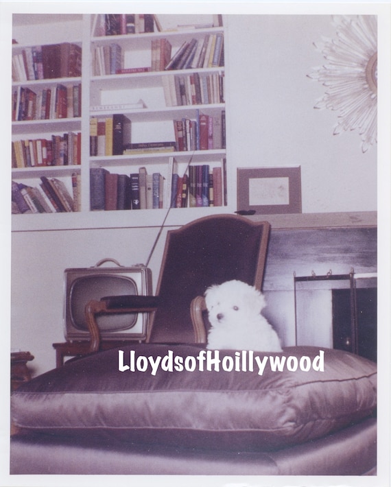 Marilyn Monroe Ihr Geliebtes Letztes Haustier Malteser Hund Etsy