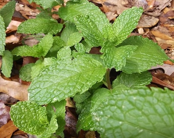 Organically Grown Mint Leaves - NO SPRAY