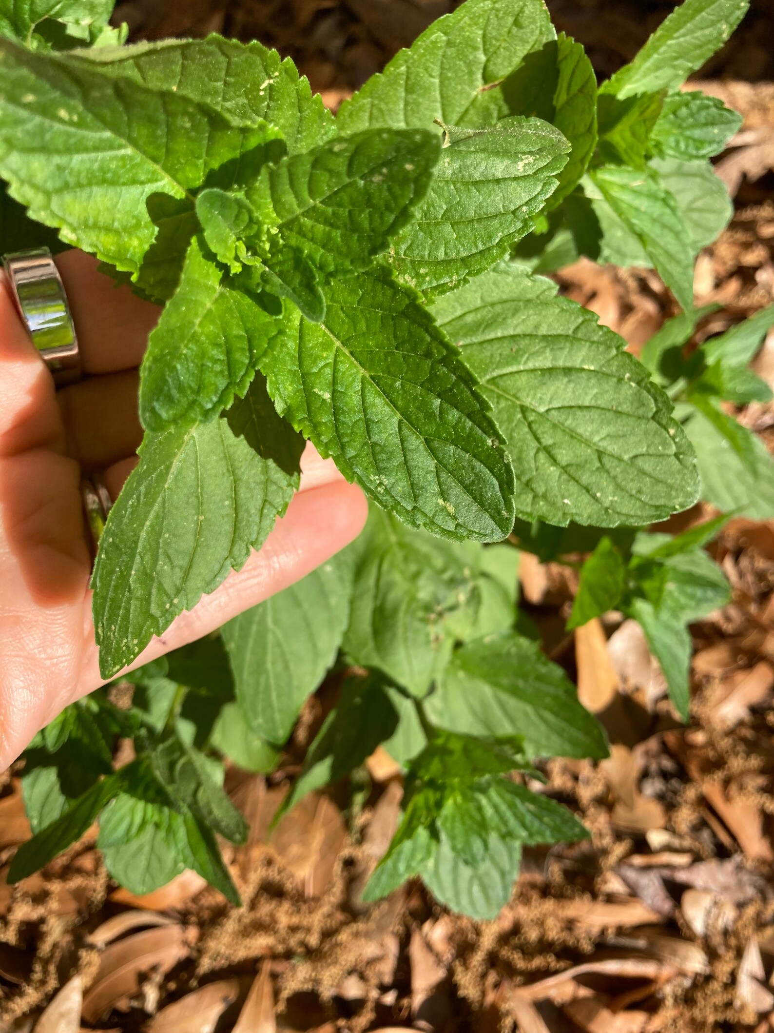 Organically Grown Spearmint Leaves Etsy