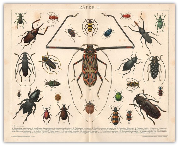 Coleoptera Bugs Beetles Insects Digitally Restored Print 1878 1