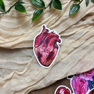 Pode incluir: Um autocolante com uma ilustração detalhada de um coração humano em tons de vermelho e rosa, com veias e artérias visíveis. O autocolante tem uma borda branca e está colocado sobre um fundo de tecido bege com folhas verdes.
