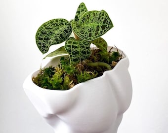 Fit Male Body Succulent Planter | Succulent Planter | Male Body Art | Eco-Friendly Planter | Fit Body Planter | Bodybuilder Gift