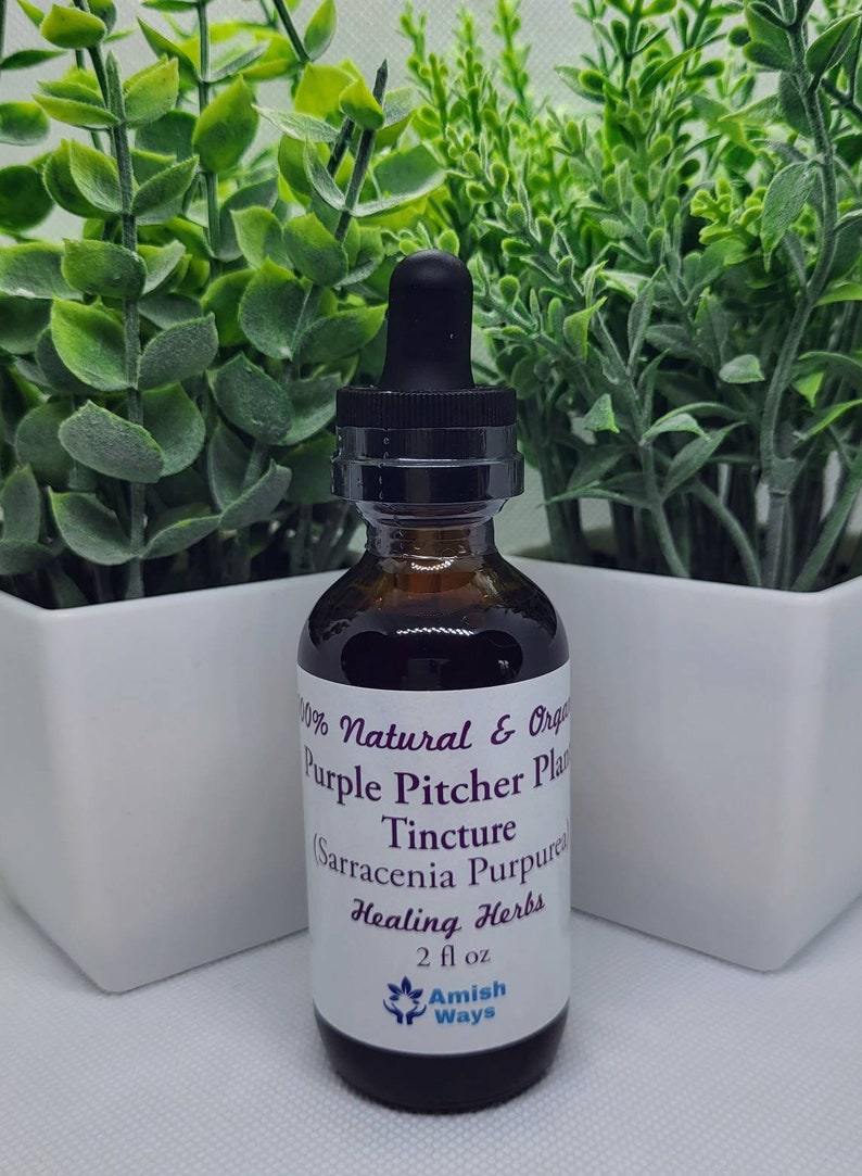 Sarracenia Purpurea USA Purple Pitcher Plant Extract or Etsy