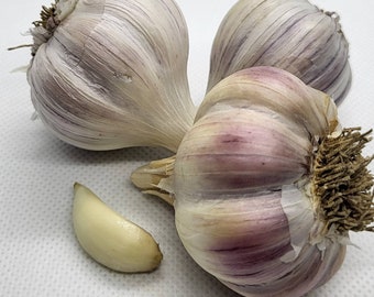 Organic Garlic Purple Glazers Hardneck Bulbs