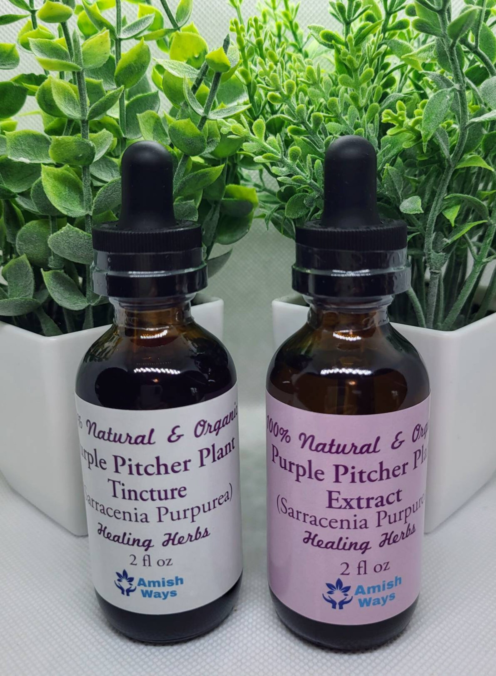 Sarracenia Purpurea USA Purple Pitcher Plant Extract or Etsy