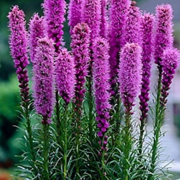 Gayfeather Blazing Star Seeds Gorgeous Easy to Grow Organic Attracts Pollinators and Humming Birds