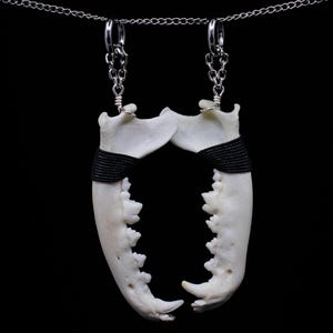 May include: A pair of white animal jawbones with black ribbon accents, hanging from a silver chain. The jawbones are connected at the back and have teeth visible.