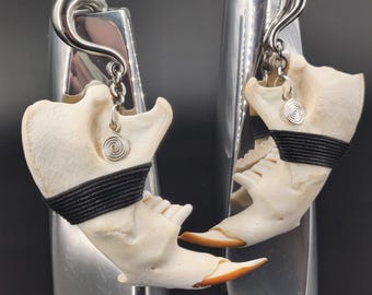Beaver Jaw Bone Ear Hangers: Silver Spiral Charms 10mm SS Hooks, Ethically Sourced - Ready to Ship!