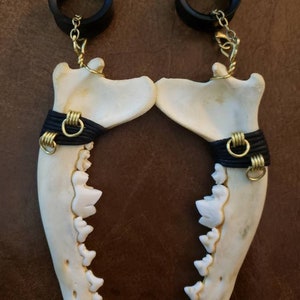 Coyote Jaw bone hangers with gold coils. *Real humanely collected bones* Chain n clasp, ear saddles, spiral hooks, etc available