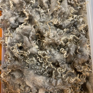 May include: A close-up of a container filled with raw, unprocessed wool. The wool fibers are a mix of gray and off-white, with a curly, textured appearance. The fibers are densely packed, creating a soft, fluffy look, ideal for fiber art projects.