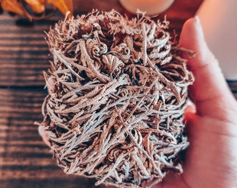 Rose of Jericho