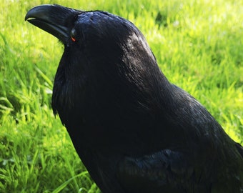 Stuffed Raven Etsy - real raven taxidermy real crow taxidermy real raven real crow bird taxidermy corvus corax taxidermy corvus corax stuffed