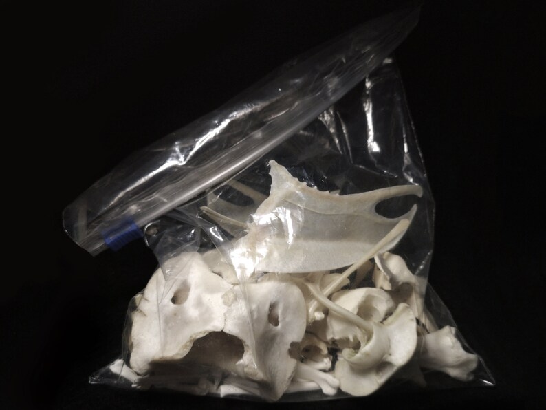 VERY LARGE BONES pack rabbit bones raccon bones Fox bones Hedgehog bones raven bones