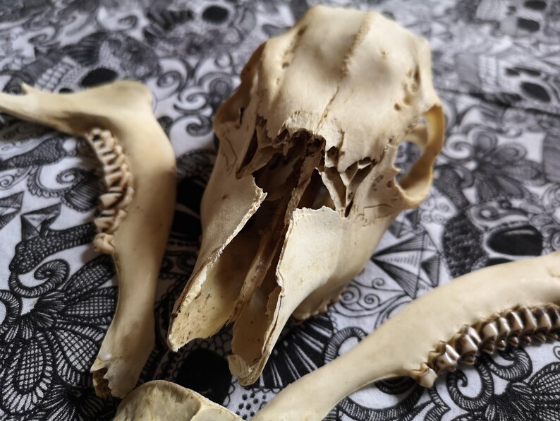 SKULLS SET 7 BONES Roe deer skull Antiques Beaver Skull