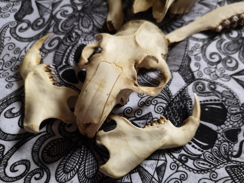 SKULLS SET 7 BONES Roe deer skull Antiques Beaver Skull
