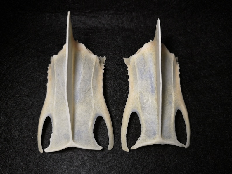 VERY LARGE BONES pack rabbit bones raccon bones Fox bones Hedgehog bones raven bones