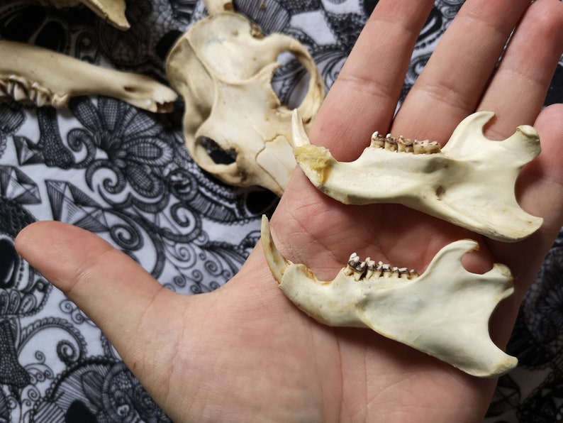 SKULLS SET 7 BONES Roe deer skull Antiques Beaver Skull