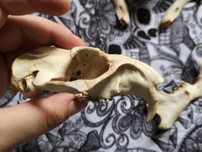 SKULLS SET 7 BONES Roe deer skull Antiques Beaver Skull