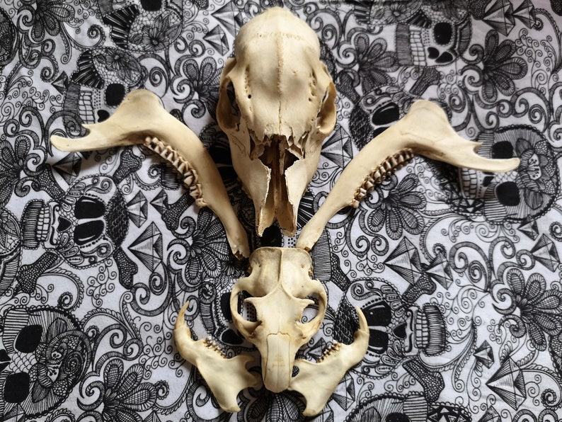 SKULLS SET 7 BONES Roe deer skull Antiques Beaver Skull