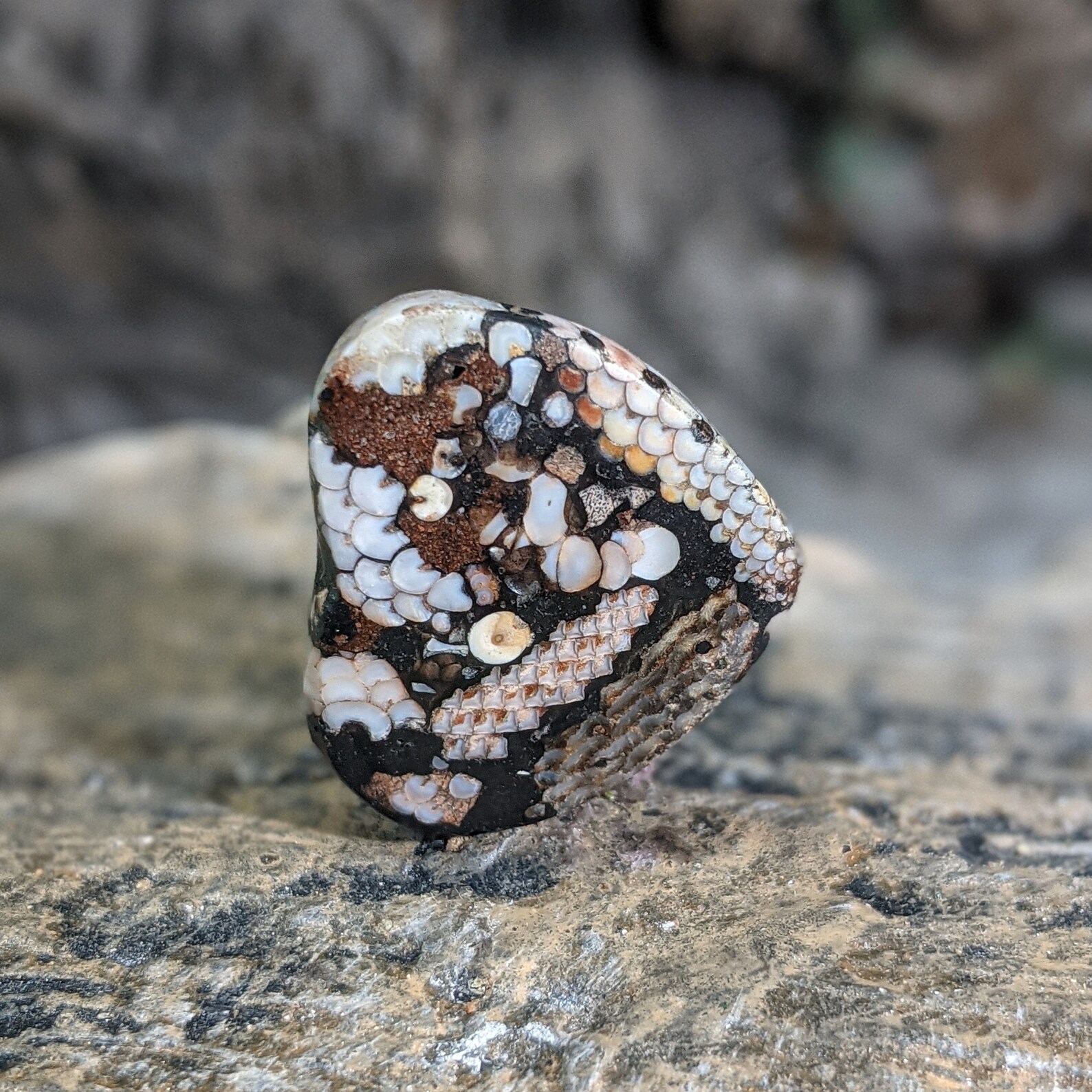 Rare Snake Skin Agate Etsy