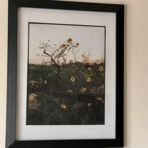 Black-Eyed Susans, Gloomy Evening, Southern California Scenery, Wall Art Decor