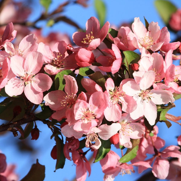 Baby dwarf crabapple tree - POTTED - Current year tree - Top notch crabapple jelly - FREE shipping & 20% off 2 or more trees! - Ships SPRING