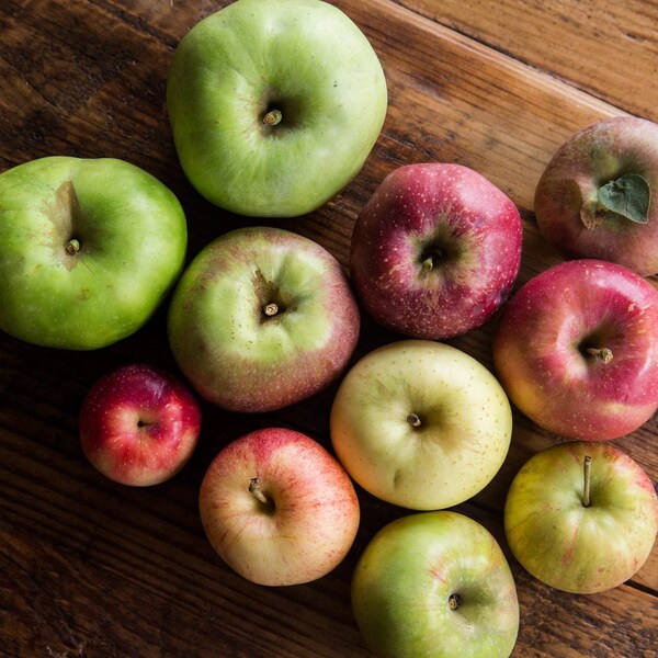 Dwarf Apple Tree Etsy