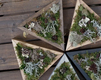Mini jardin de mousse préservée, cadre triangulaire en bois, décoration murale verte