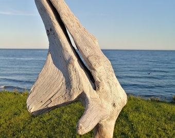 Gran tronco natural para acuario o vivario, con divertida forma de tiburón.