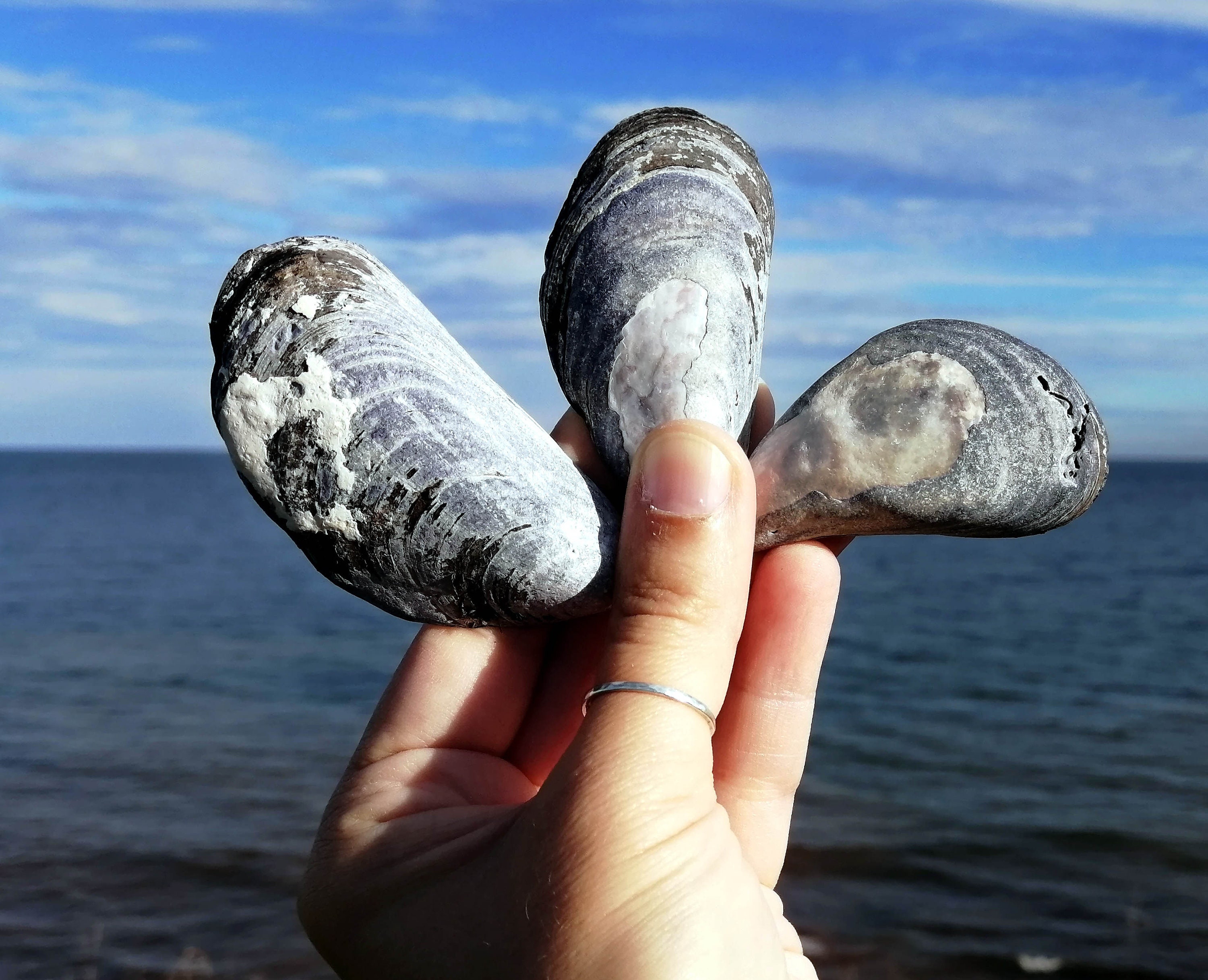 Large Mussel Shell Lot Natural Blue Mussel Shells for Craft - Etsy