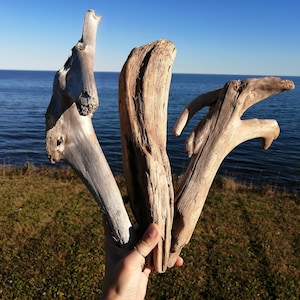 May include: Three pieces of driftwood held in a hand, set against a blue sea and sky. The wood ranges in colour from light grey to brown, with unique shapes and textures. The scene is outdoors, with a natural aesthetic.